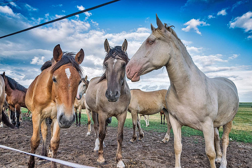 Country Vet AMREP uso diario para reducir mosquitos en establos