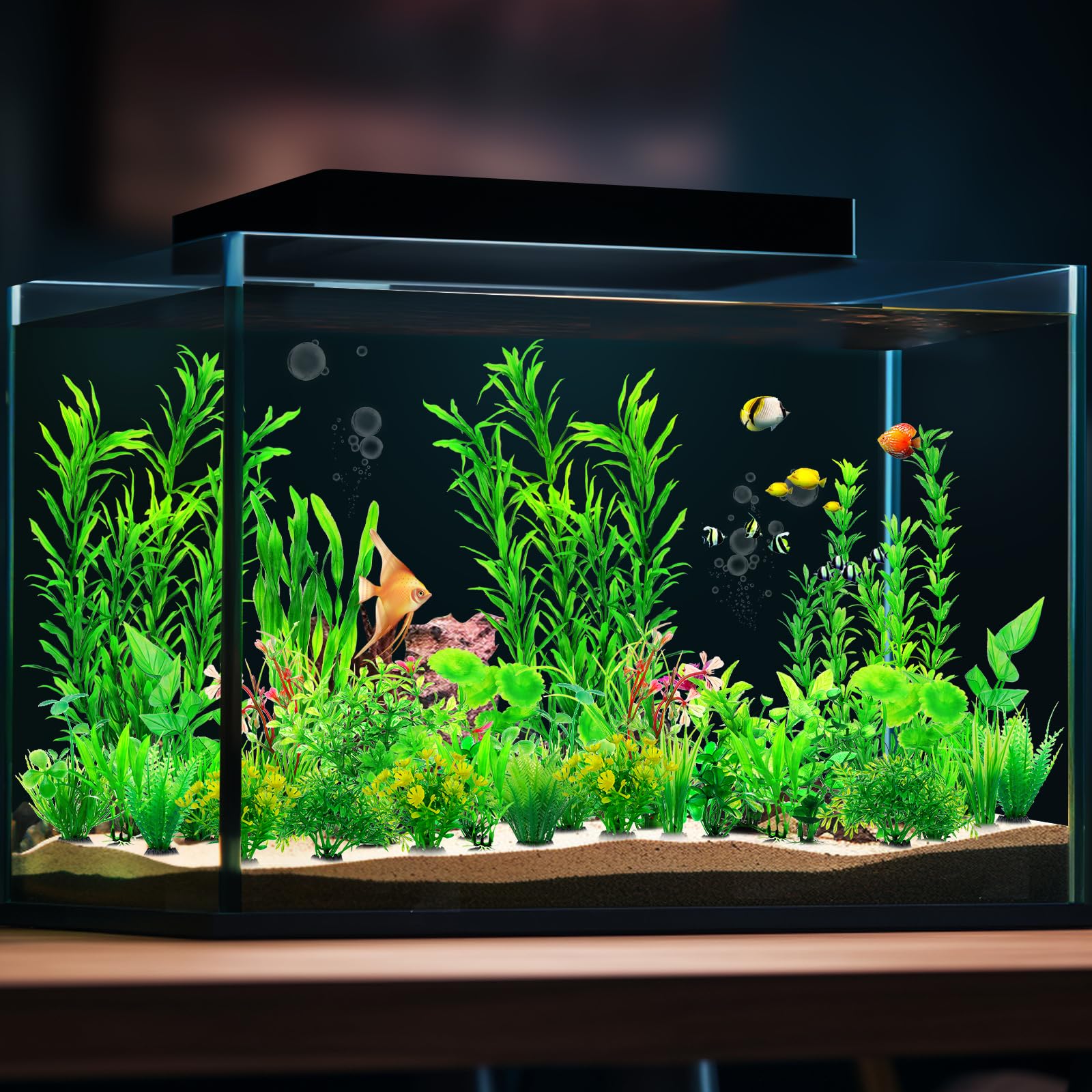 CousDUoBe plantas para acuario sin necesidad de luz ni poda