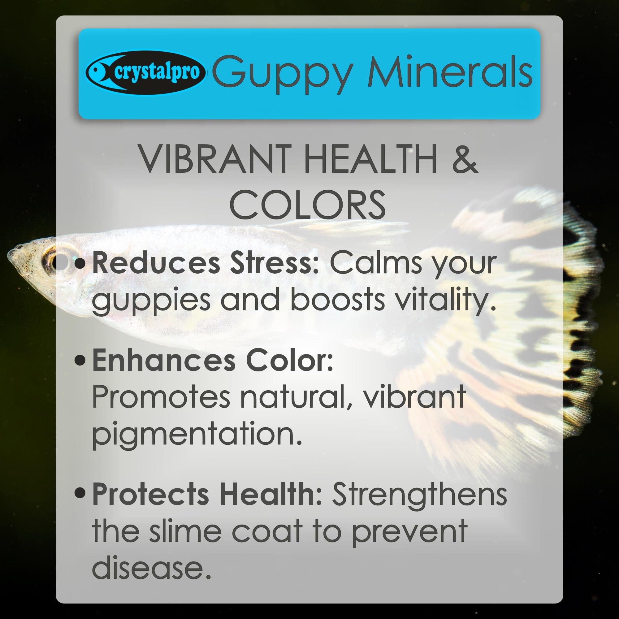 Acuario con guppíes activos gracias a Crystalpro Guppy Minerals.