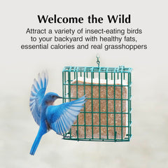 C&S Insect Delight contiene grillos y cacahuates visibles, ideal para aves insectívoras.