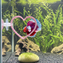 CTWPets anillo-corazón-nadar: añade juego interactivo y color rosa al acuario.