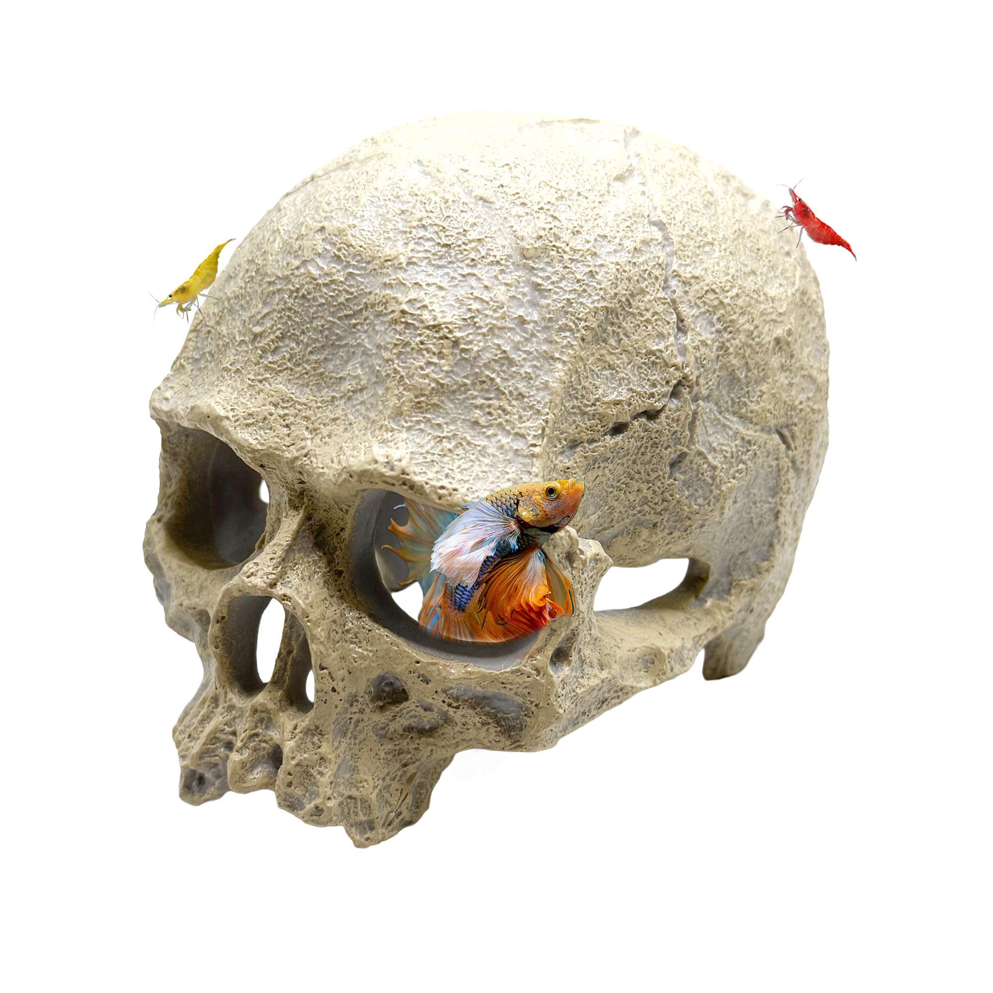 CTWPets cráneo humano decorativo para acuario, adorno realista que crea atmósfera submarina