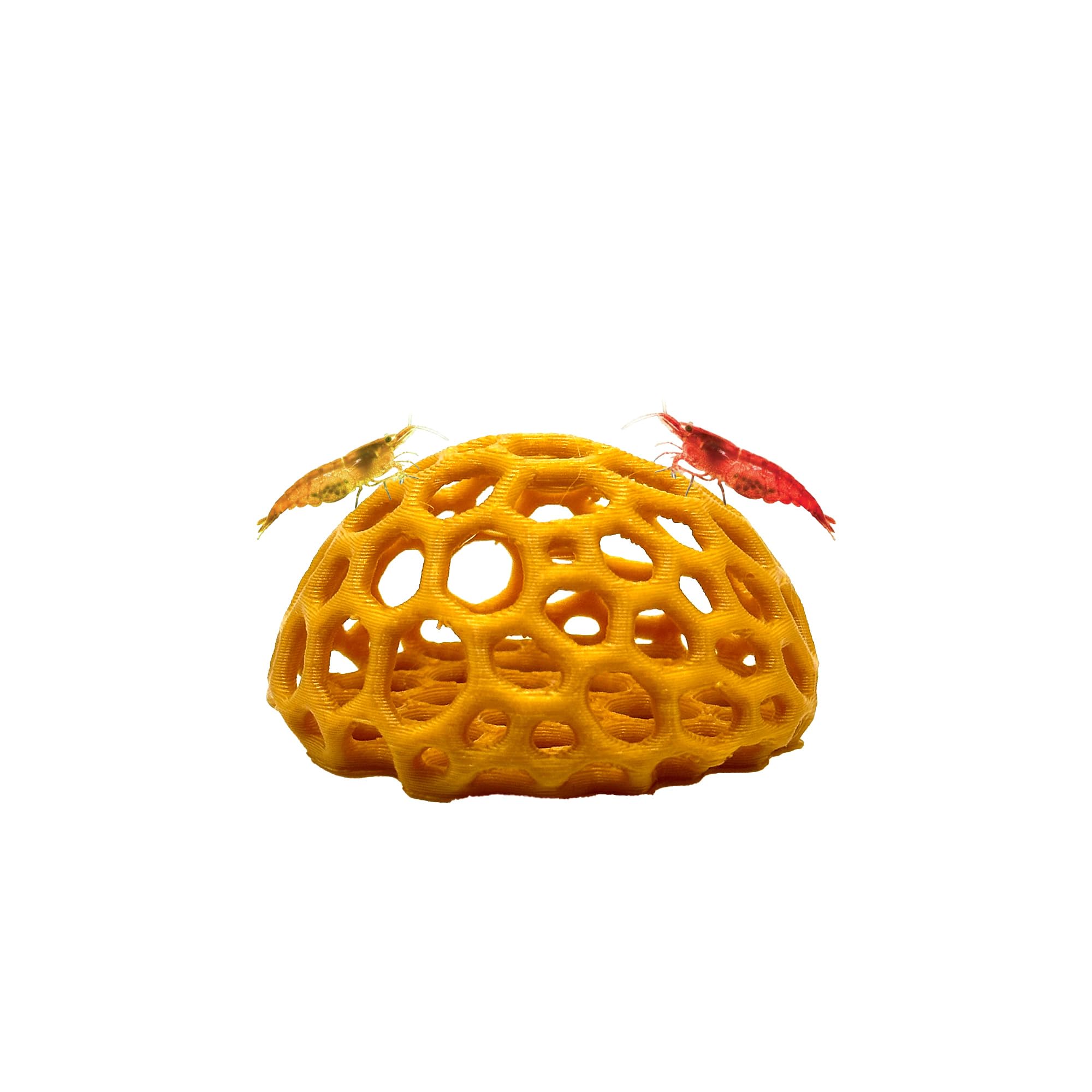 CTWPets Domo Escondite Camarones Cereza Oro: refugio seguro para tus camarones en el acuario.