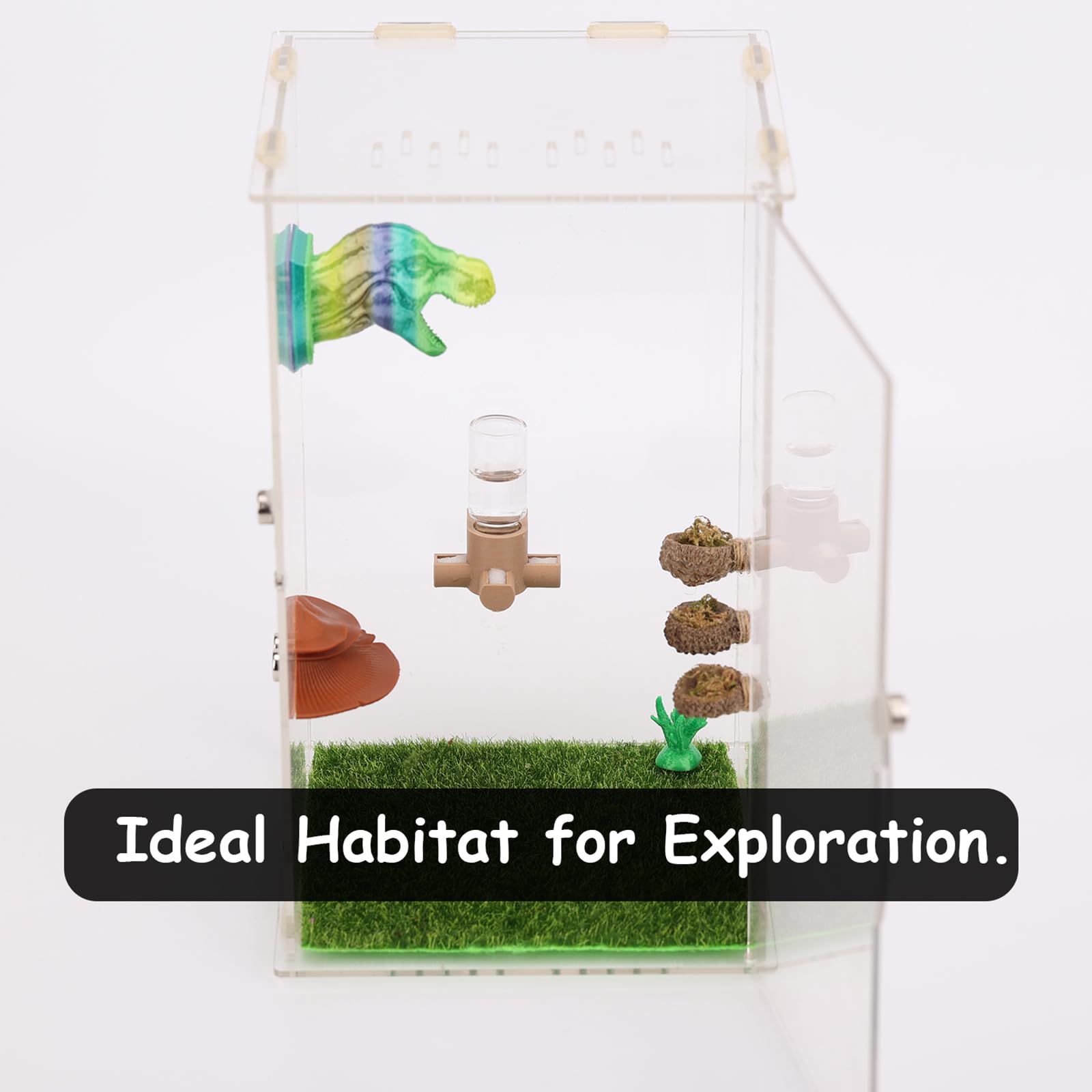 Daerky dispensador de agua para mantis arbóreas: hidratación estable en jaulas.