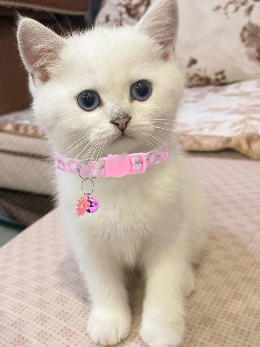 DALOO collar regalo perfecto para ocasiones especiales y sorpresas.