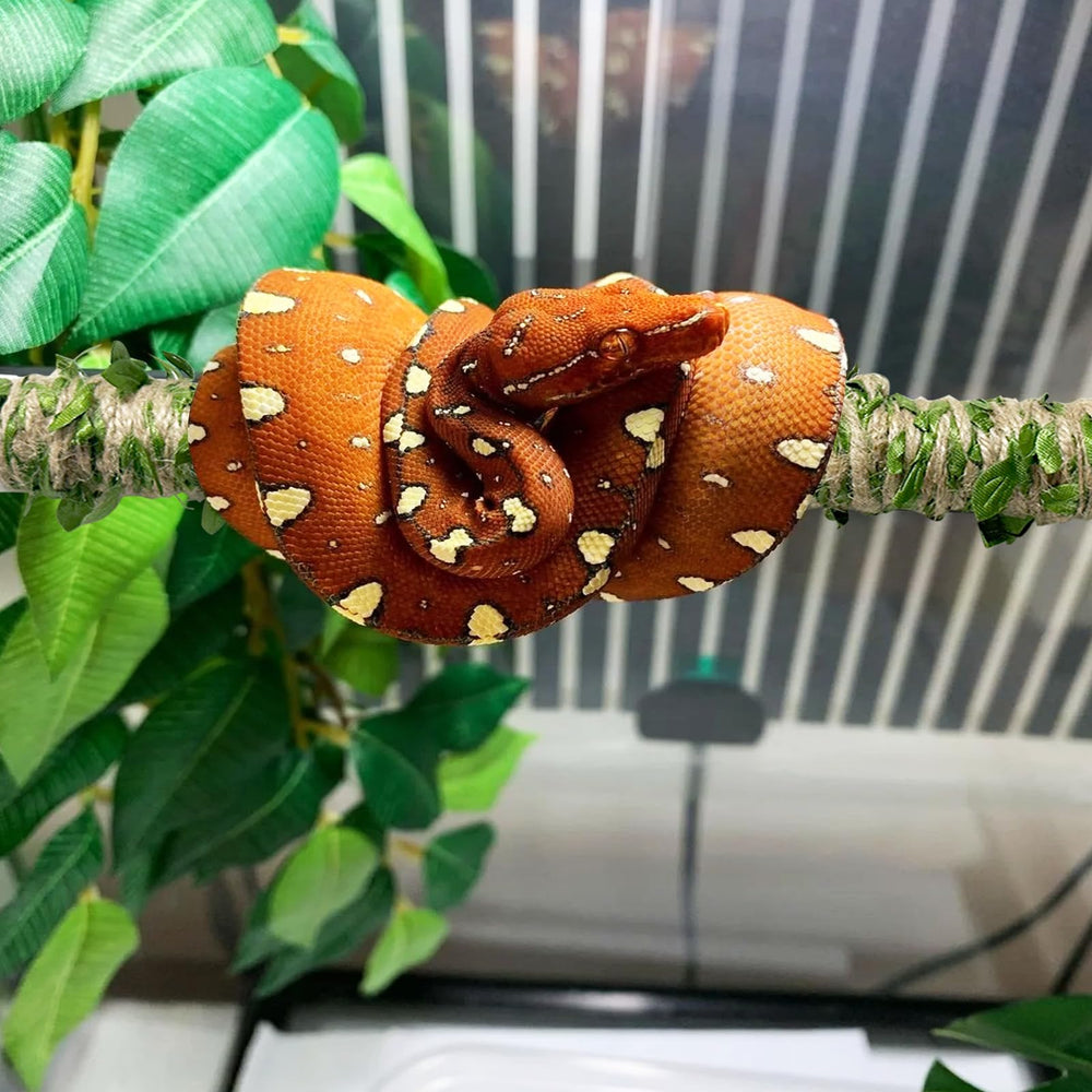 Delllala diseño estético que realza el aspecto del terrario con temática natural
