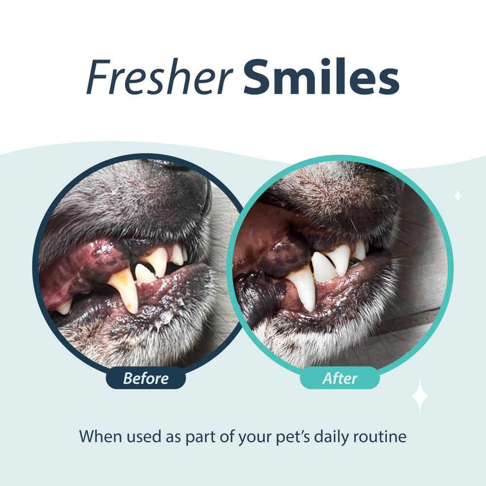 Aplicación diaria de Dental Fresh para perros y gatos, simplifica la higiene bucal.