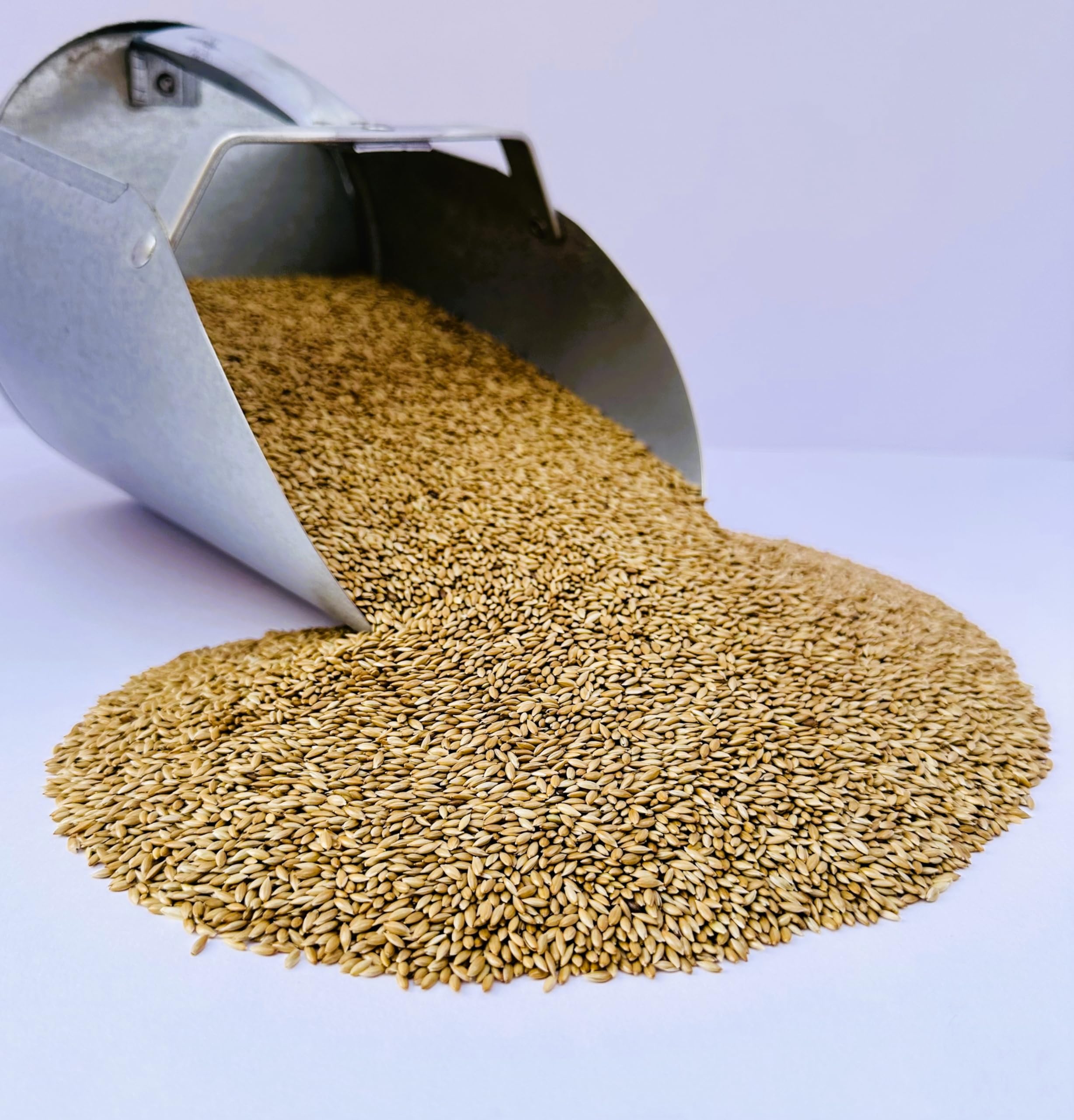 Semilla de canario Desert Valley en bolsa de 10 lb para comederos.