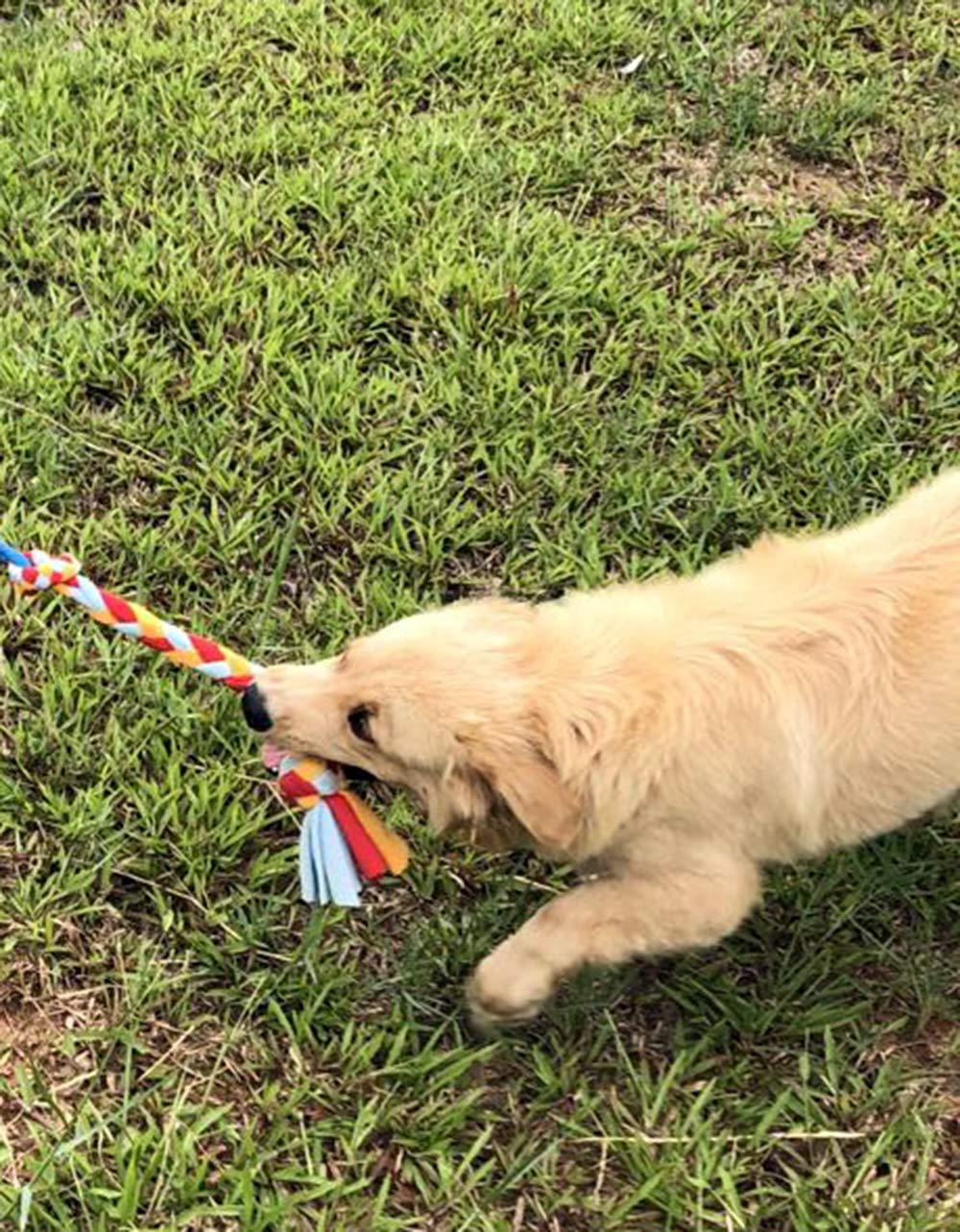 Dewonch Teaser con tema de perro para estimular instintos de cazar y tirar.