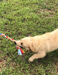 Dewonch Teaser con tema de perro para estimular instintos de cazar y tirar.