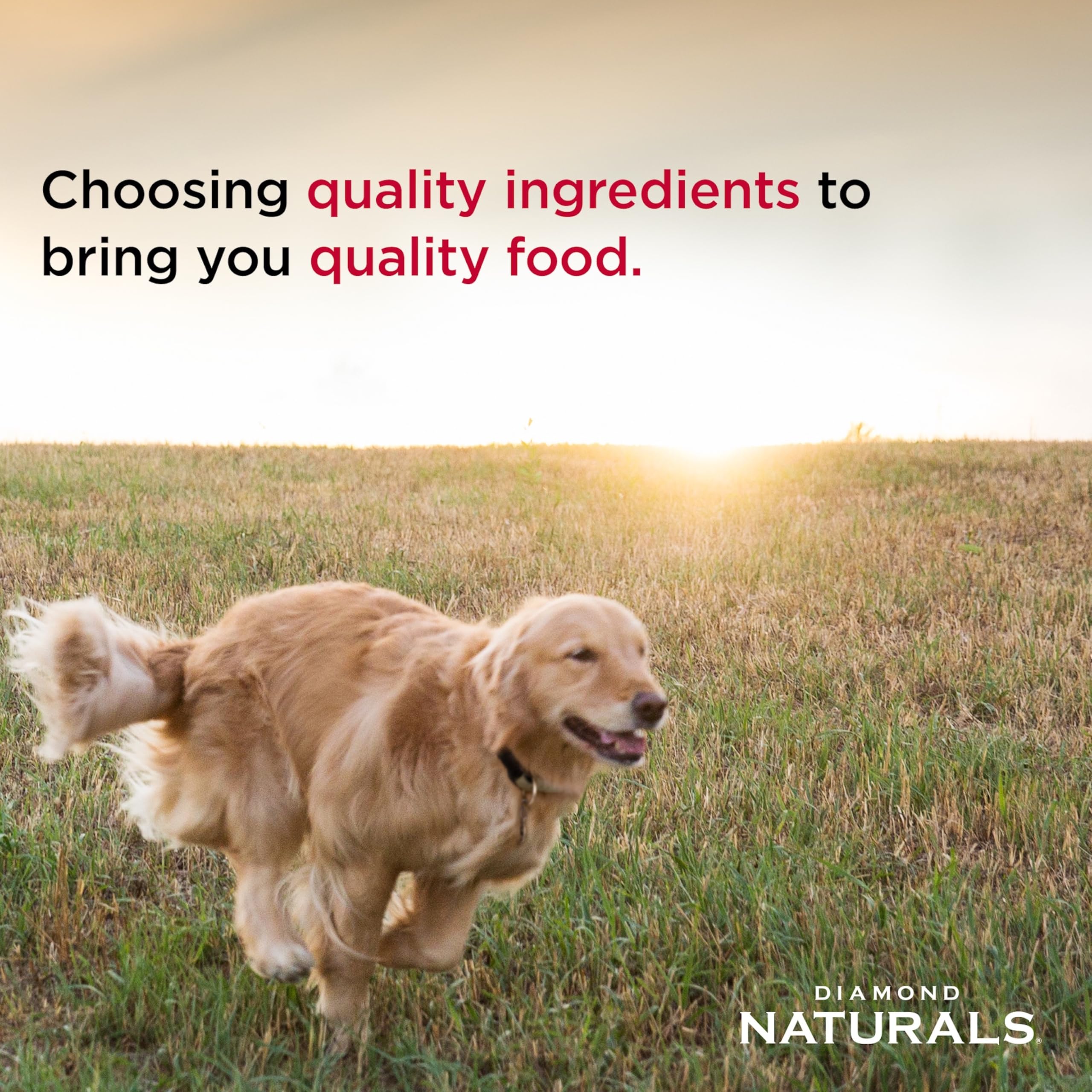Diamond Naturals: probióticos patentados K9 Strain para digestión saludable.