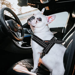 Didog arnés perro acolchado dorsal para paseos largos.