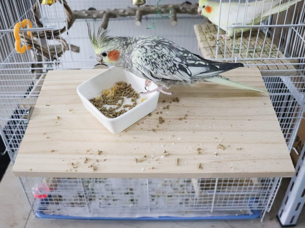 Dnoifne-medidas-perfectas-plataforma-pajaro: espacio para varias aves.
