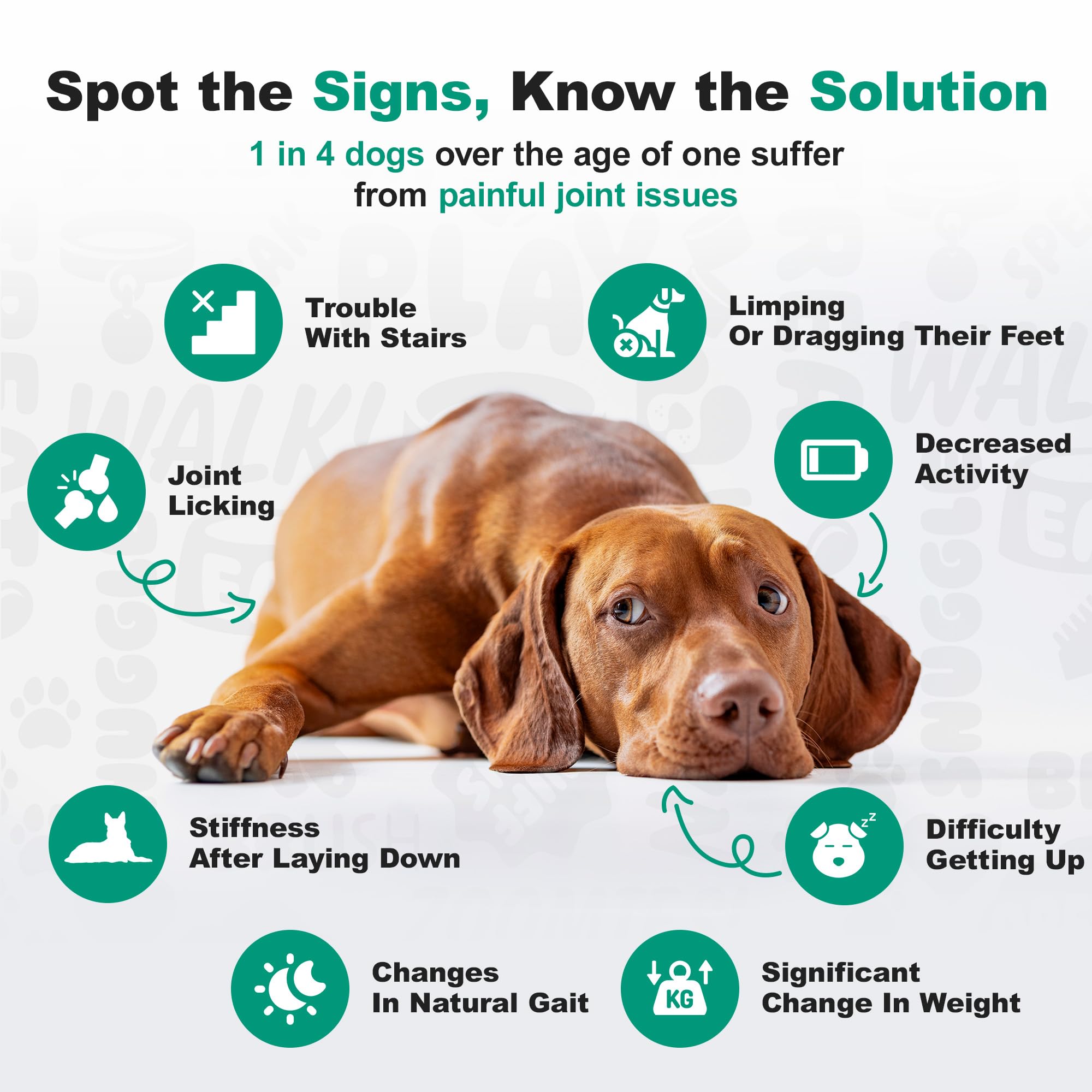 Doggie Dailies para perros activos, apoyo a la movilidad