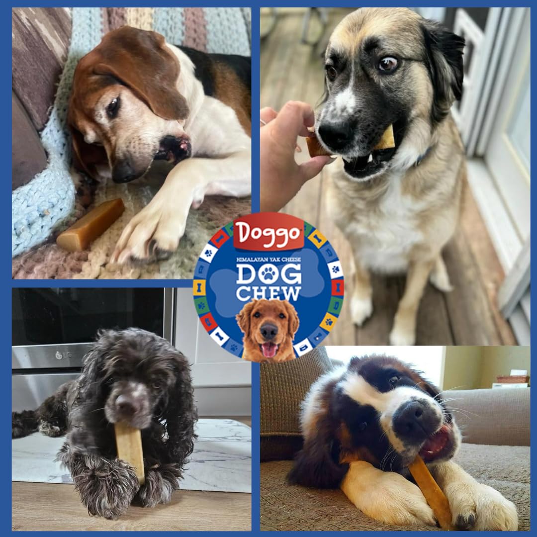 Doggo Dog Chew: ayuda a la higiene dental durante la masticación diaria