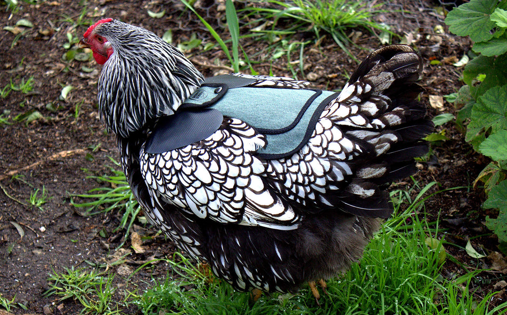down under outdoors cubre hombro para protección de plumas en gallinas enanas azul verdoso