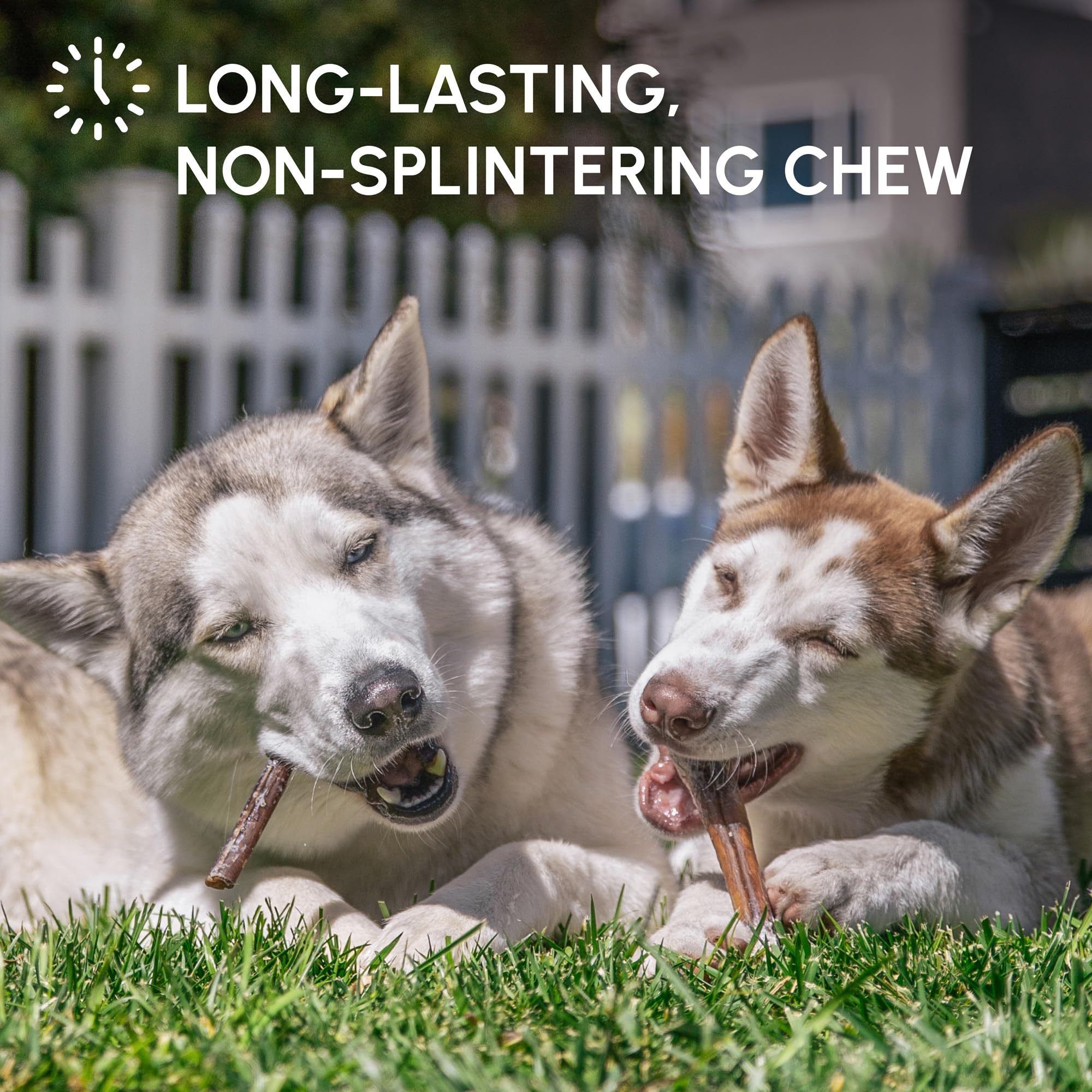 Contribuye al cuidado dental natural de perros, Downtown Pet Supply.