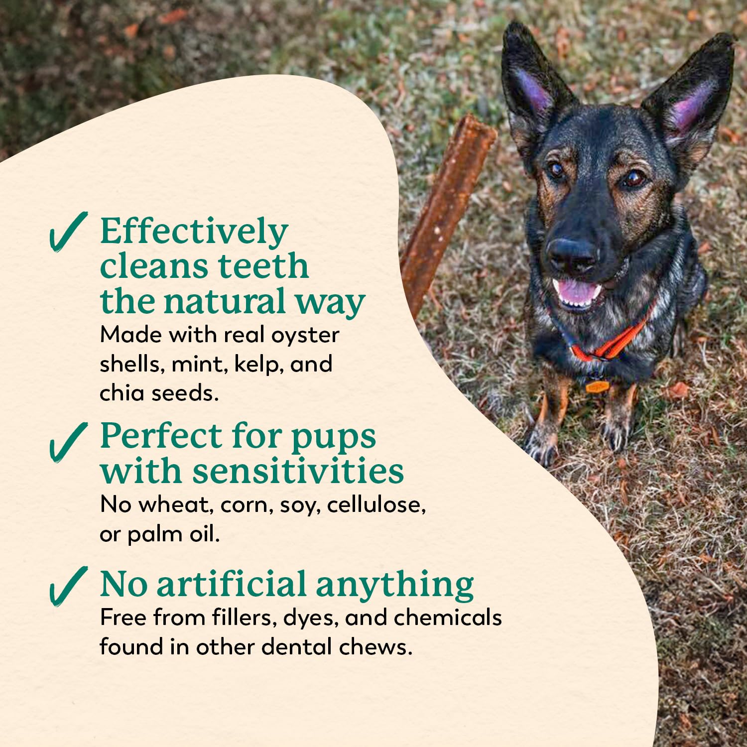 Dr. Harvey's Holistix Dental Chews: batata dulce y menta para gusto agradable.