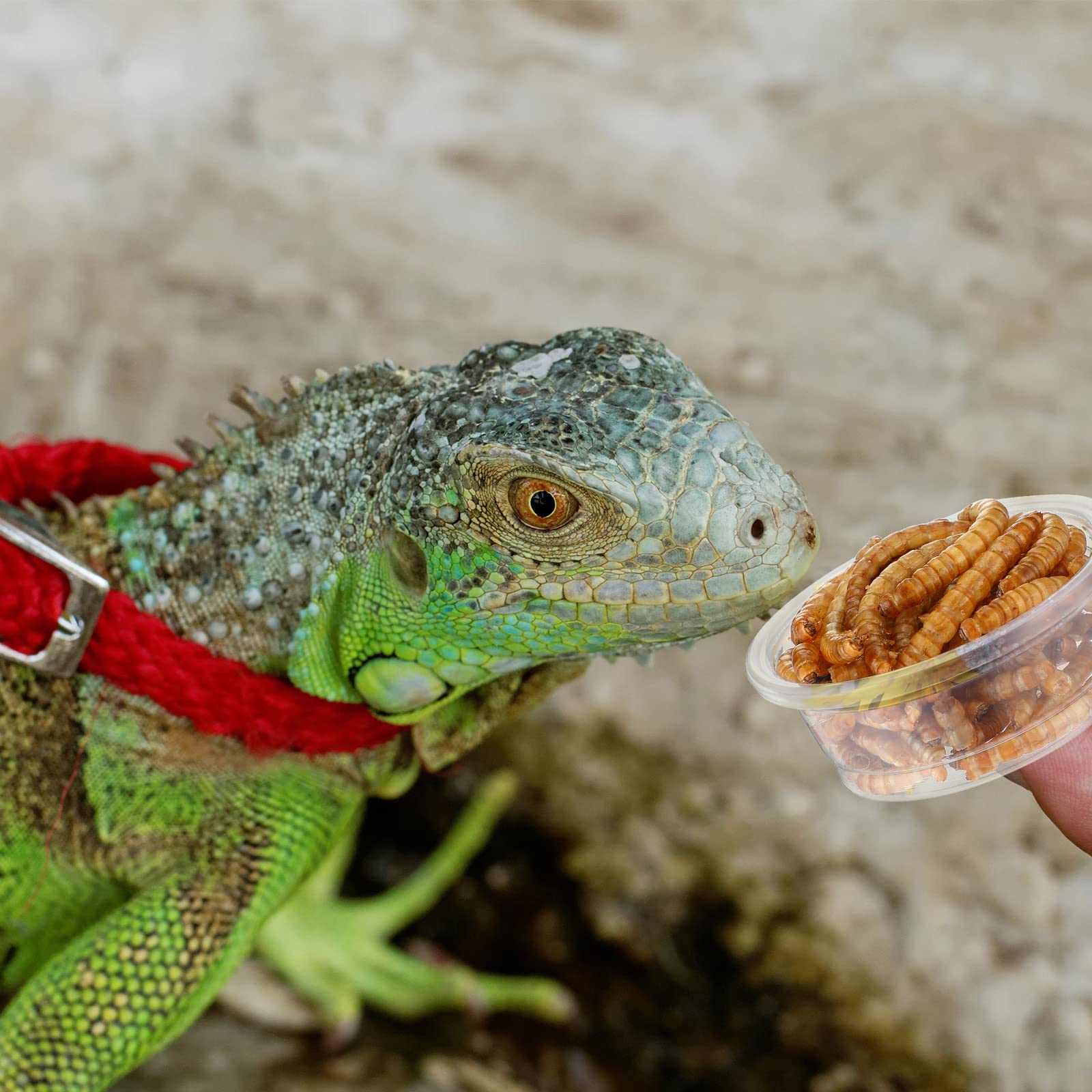 Uso práctico en terrario: tazas para comer y beber de reptiles.