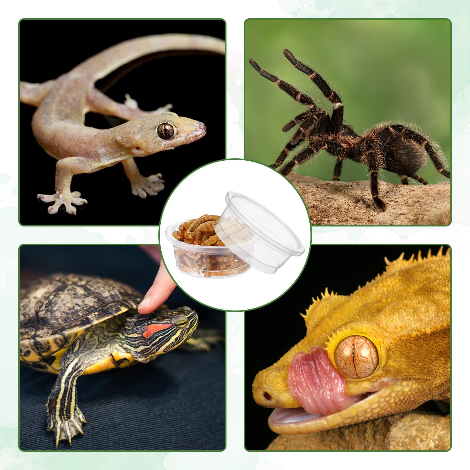 Tazas EBOOT para tarántulas y reptiles pequeños, tamaño práctico.