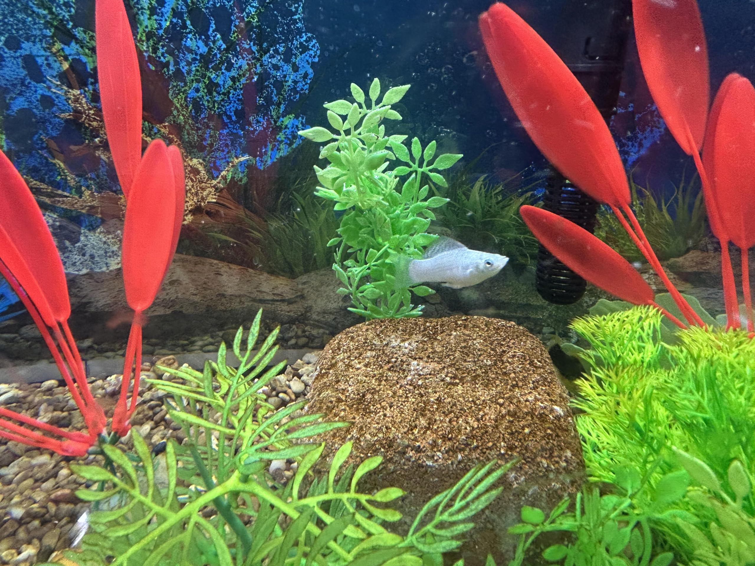 EcoBio-Block Piedra Acuario: ciclo de nitrógeno más estable para acuario.