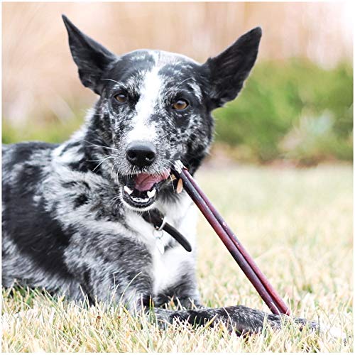 EcoKind Alternativa sin piel cruda: bocado sabroso y seguro para perros.