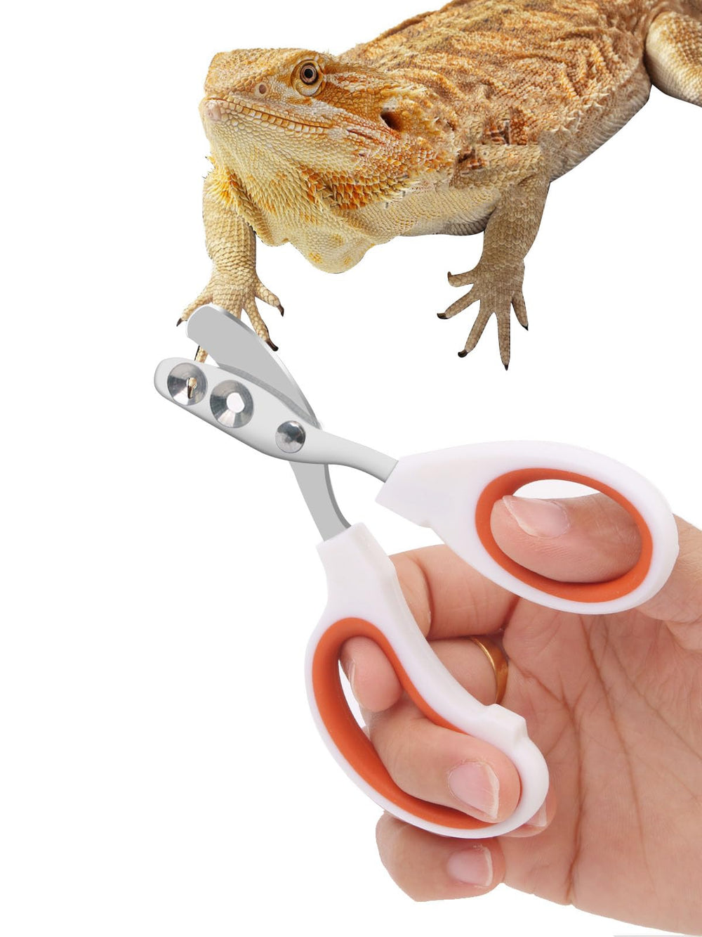 Engorgio tijeras uñas dragón barbudo con precisión