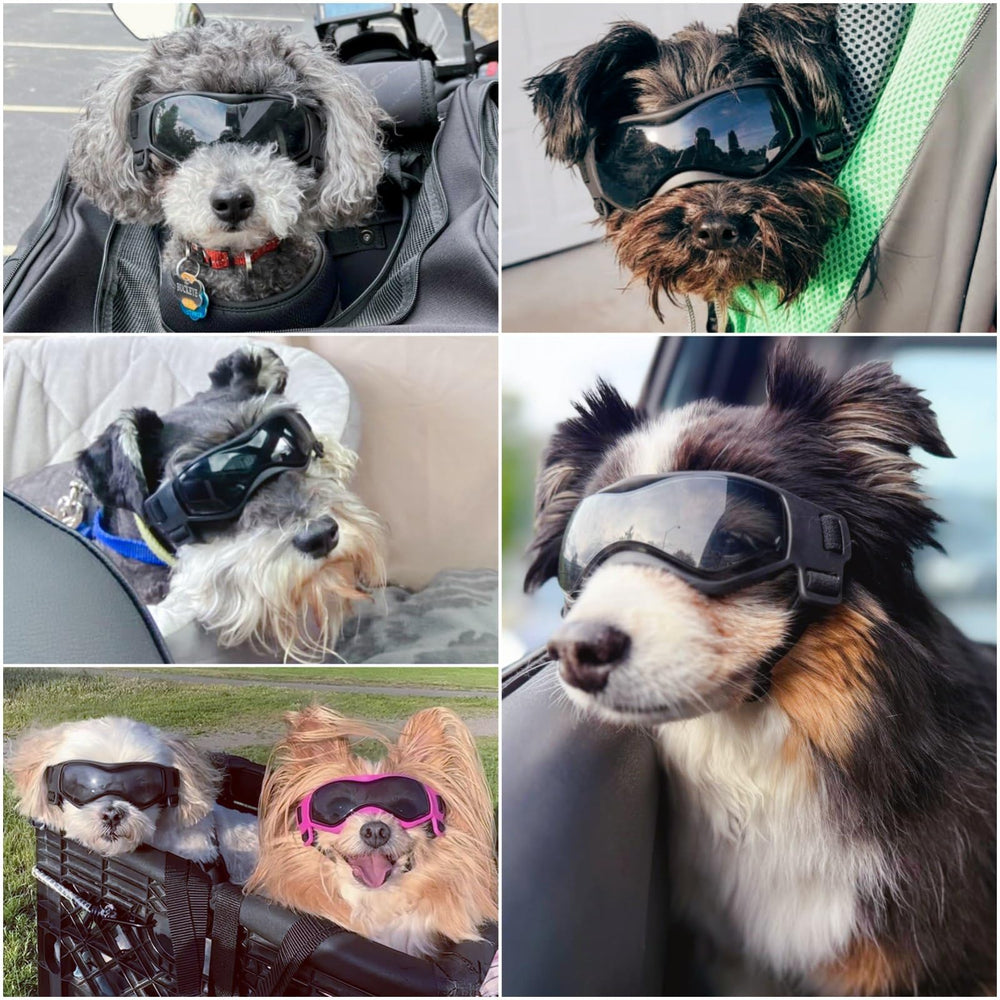 Gafas Enjoying para perro pequeño con anti-niebla, ideal para salidas sin empañamiento.