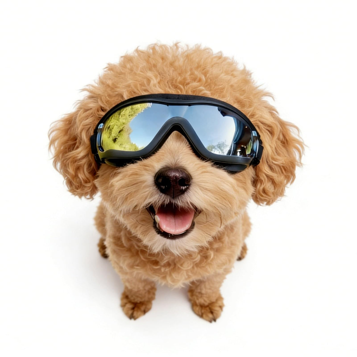 Gafas Enjoying para perros pequeños protegen ojos del sol y viento durante paseos al aire libre.