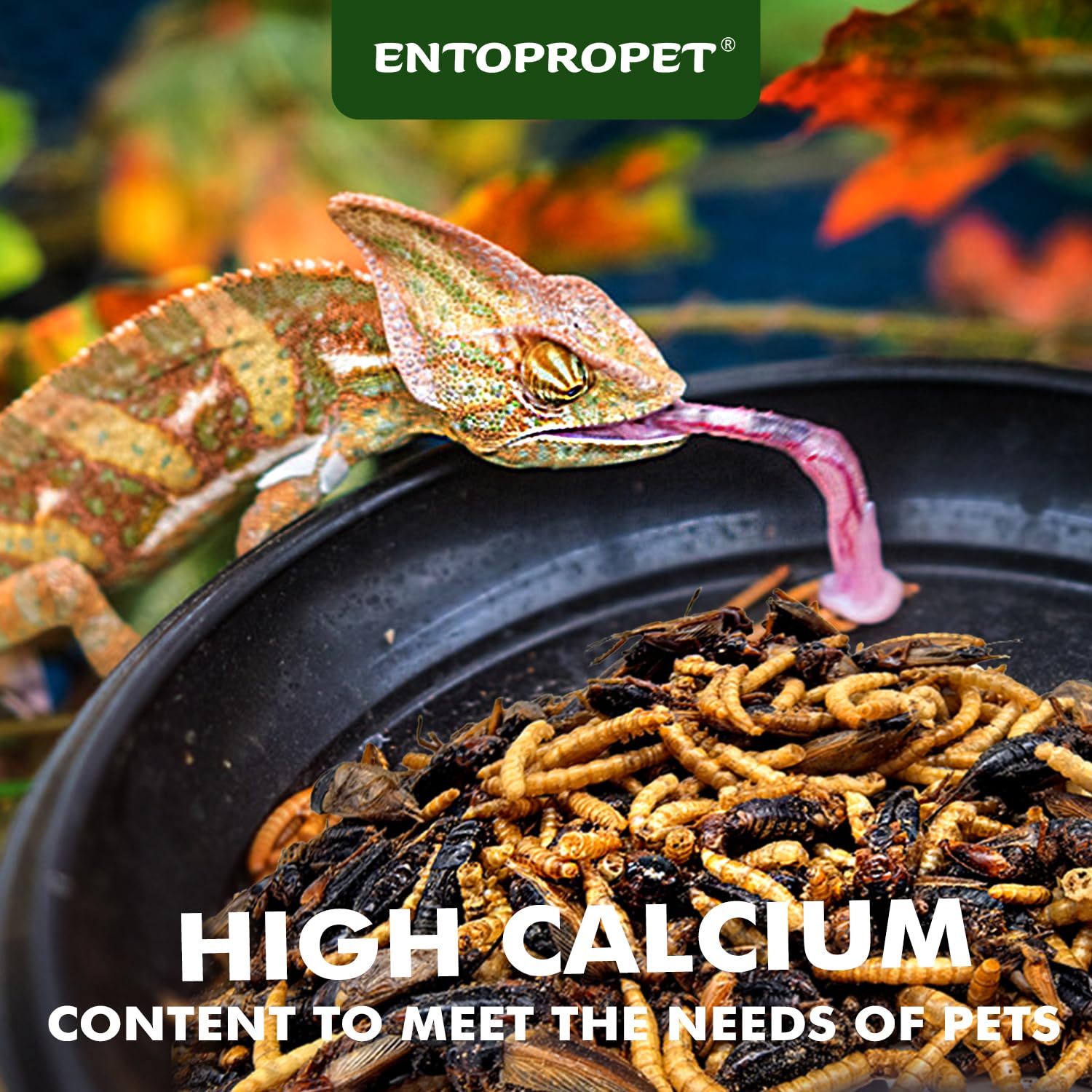 Entopropet grillos secos para dragones barbudos, proteína natural para una dieta balanceada.