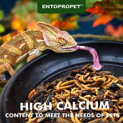 Entopropet grillos secos: fuente natural de proteína para mascotas insectívoras.