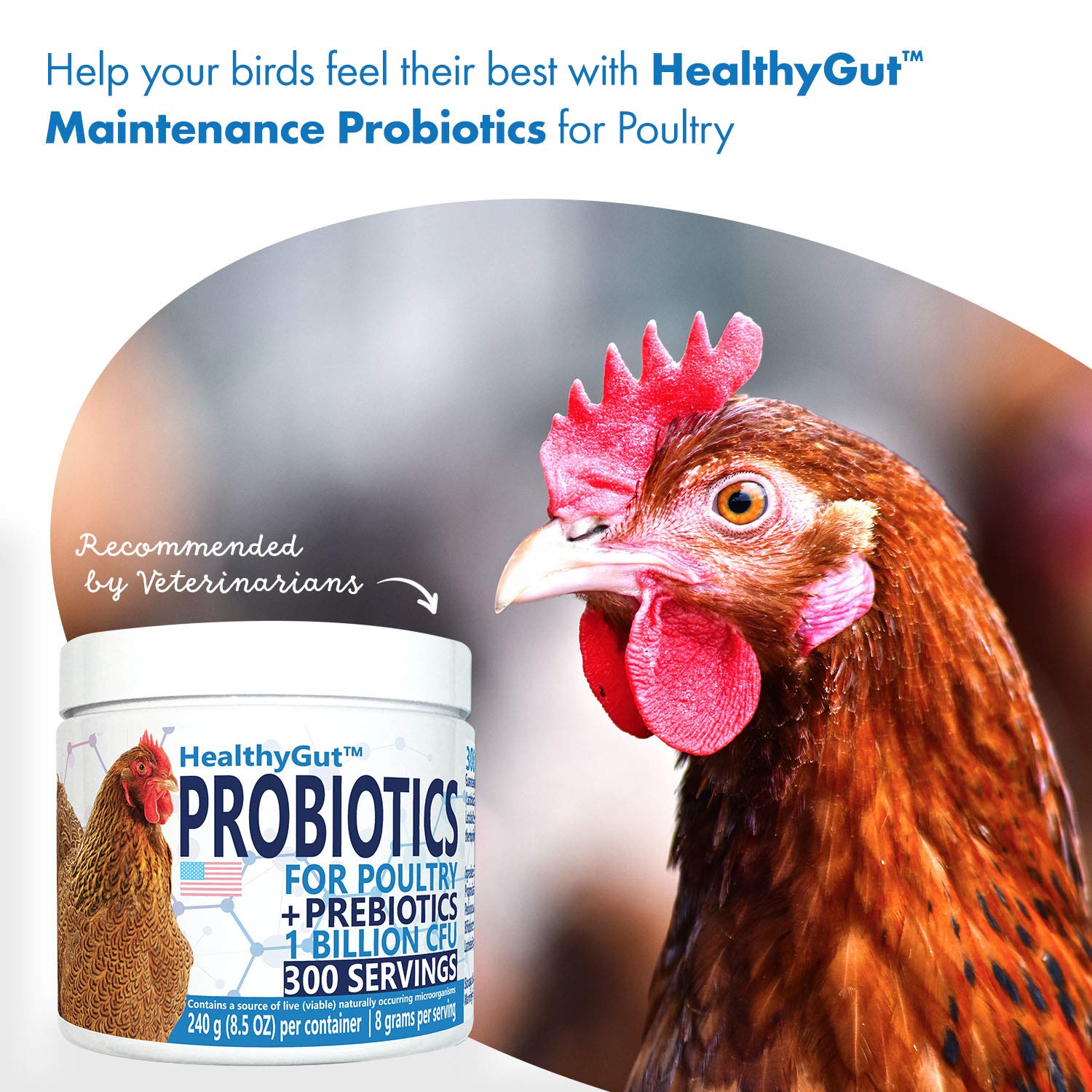 Pollo comiendo alimento con HealthGut Probiotics espolvoreado