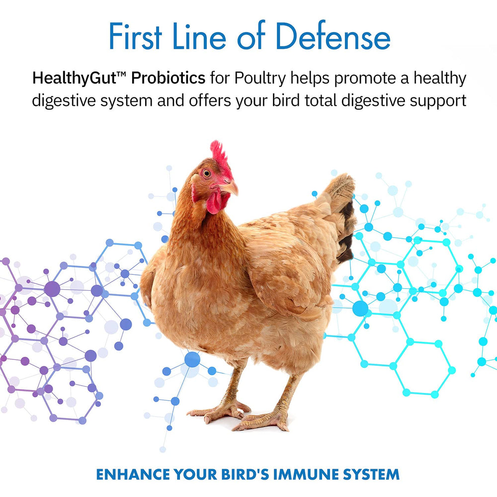Equa Holistics HealthyGut Probiotics: espolvorear sobre alimento diario de aves.