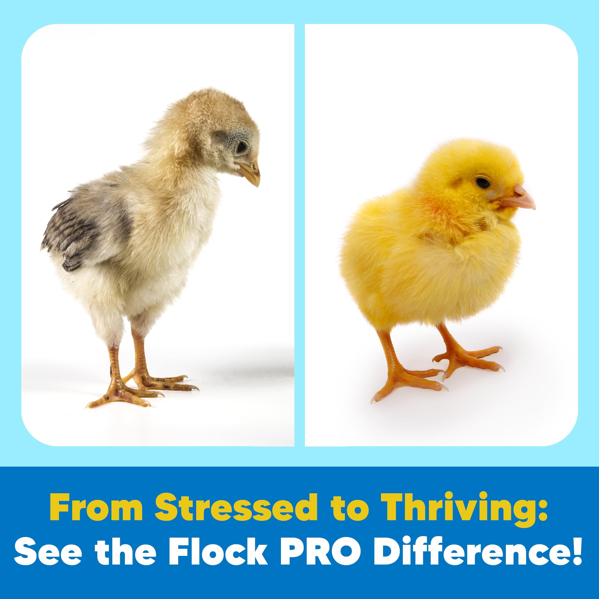 Equerry's Flock PRO Chick Boost Probiotic – producción de pollos saludable