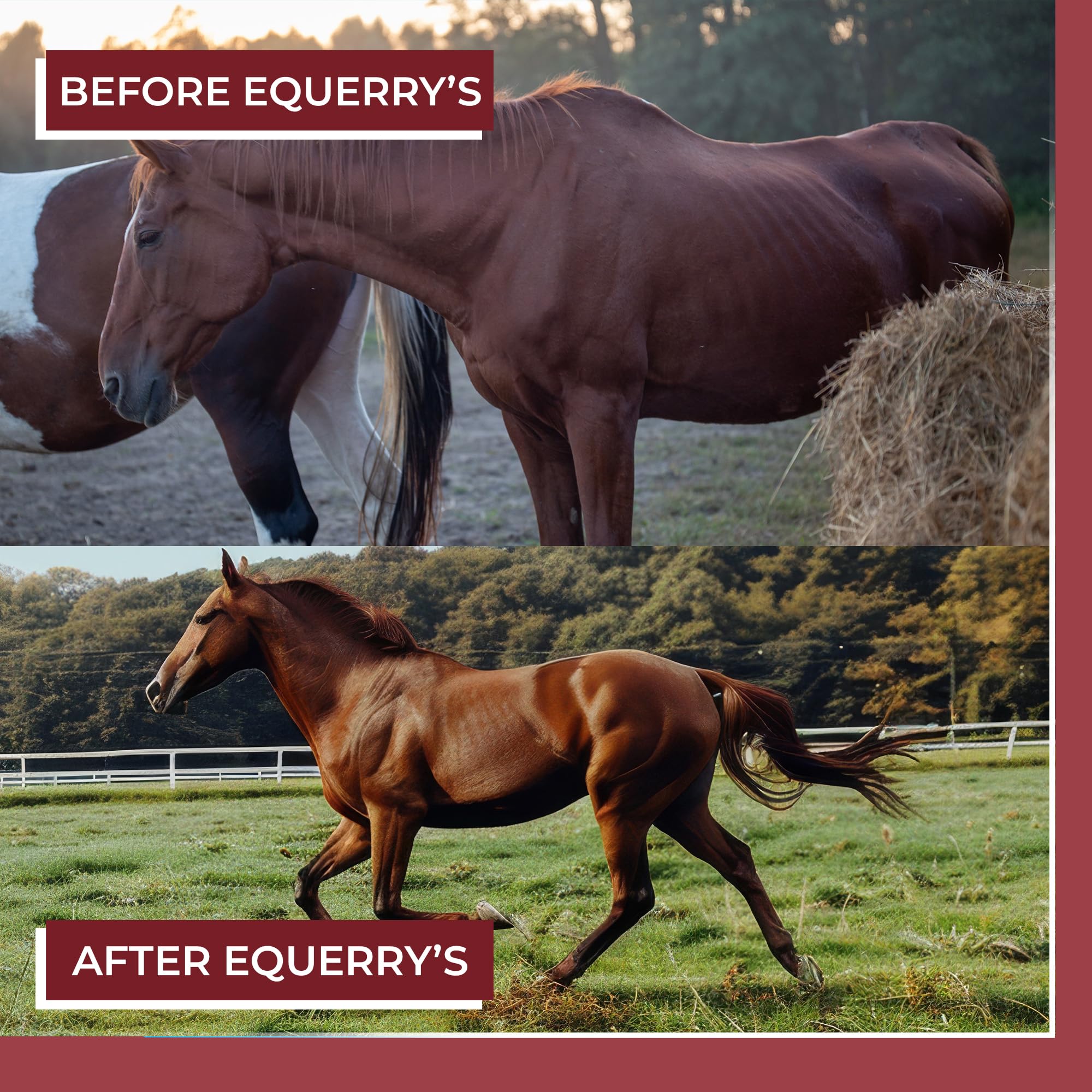 Equerry's Sabor apetecible caballo suplemento facilita la integración diaria en la comida.