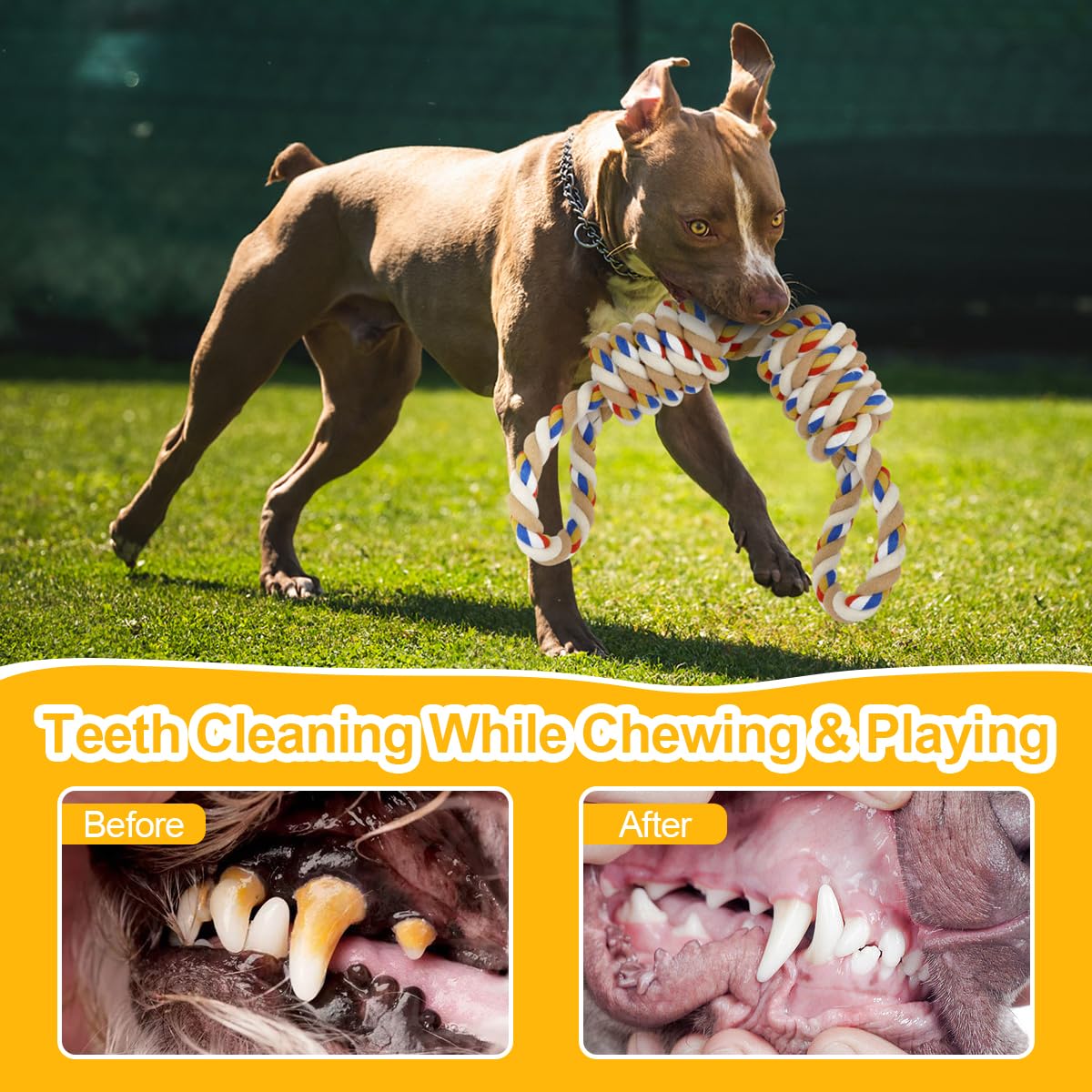 ETACCU cuerda indestructible para perro grande facilita sesiones de juego largas