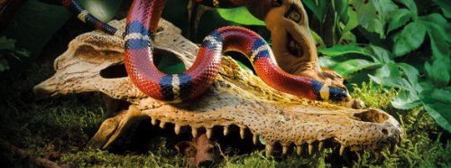Exo Terra calavera cocodrilo refugio seguro y duradero para reptiles