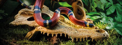 Exo Terra calavera cocodrilo refugio seguro y duradero para reptiles