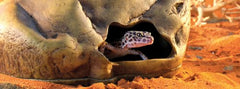 Exo Terra Cueva para geckos, escondite húmedo que favorece el descanso