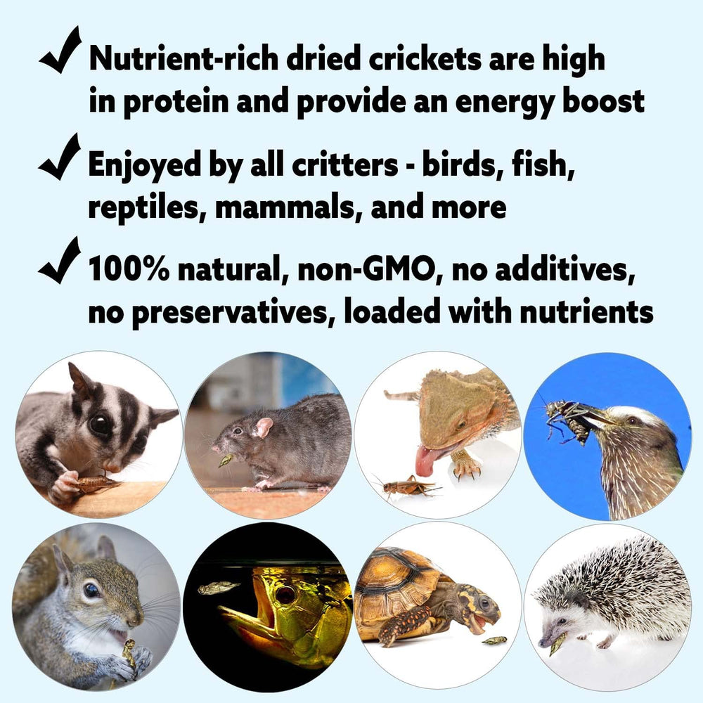 Grillos secos en cuenco por Exotic Nutrition, snack proteico para aves y mascotas