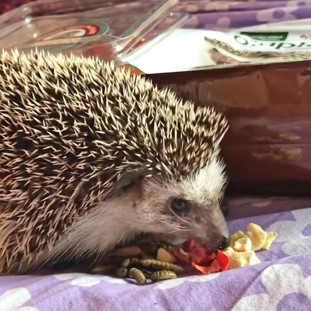 Hedgie Bugs y Veggie Treat de Exotic Nutrition, ideal para forraje dentro de juguetes