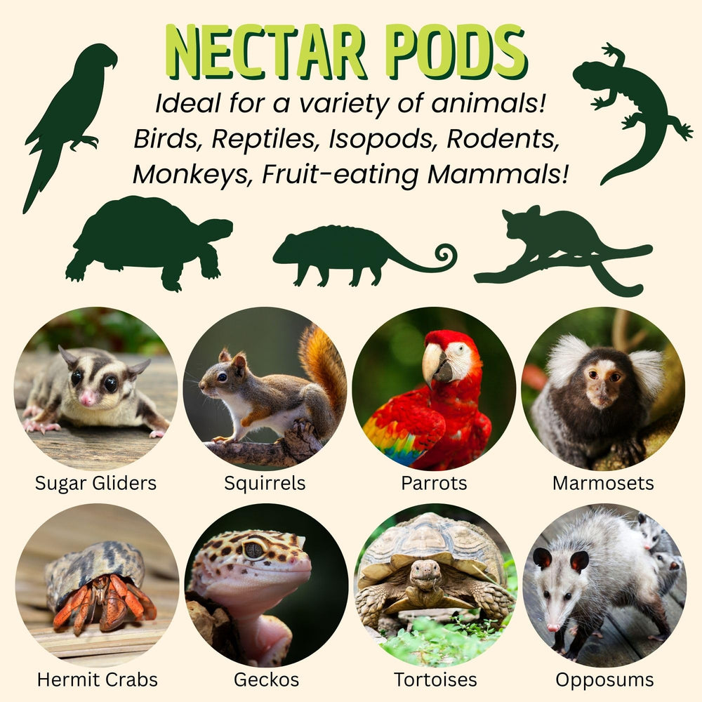 exotic nutrition nectar pods textura gelatinosa, ideal para roedores y pequeños mamíferos en jaula.