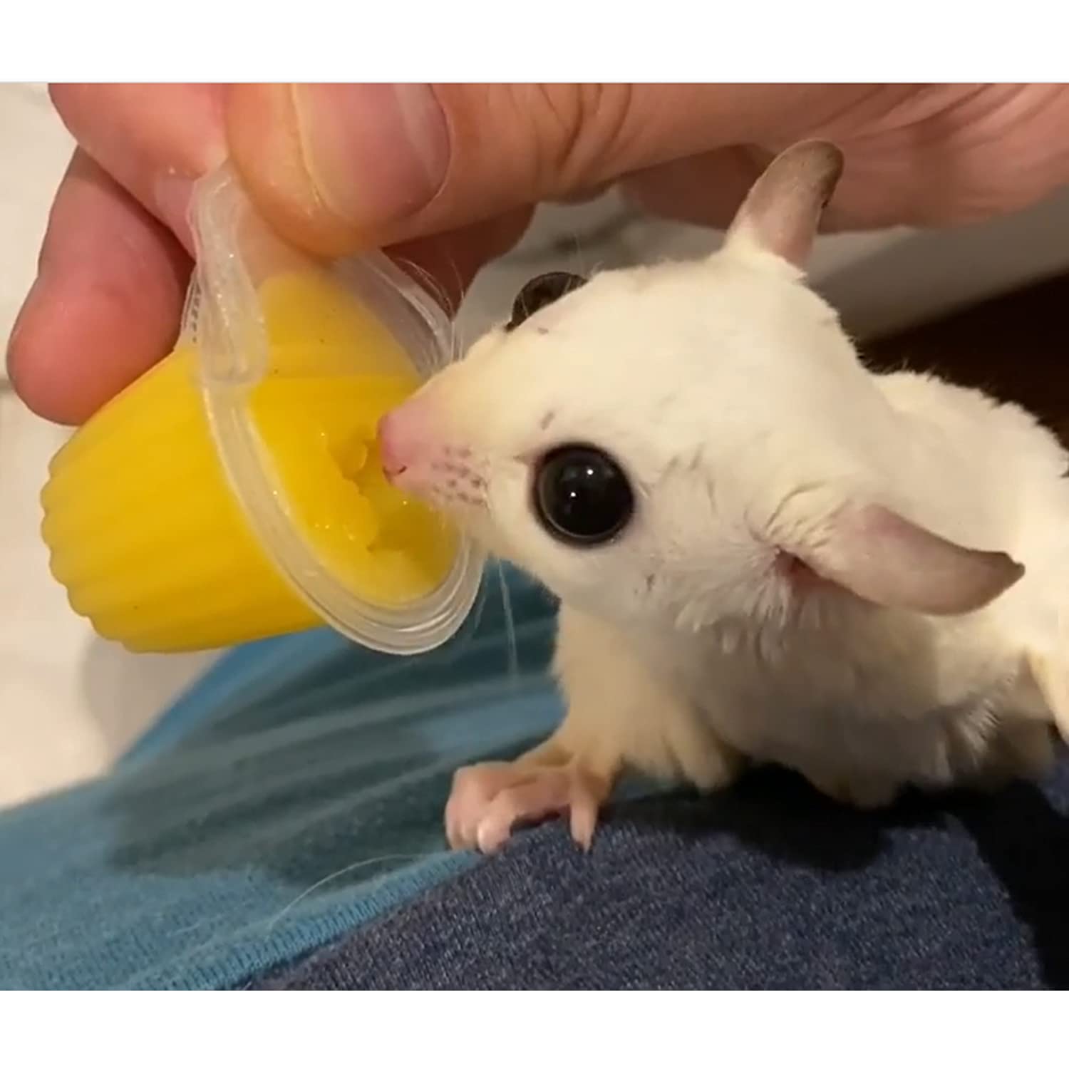 Nectar Pods Mango, ideal para hamsters, merienda gelatinosa con calcio.