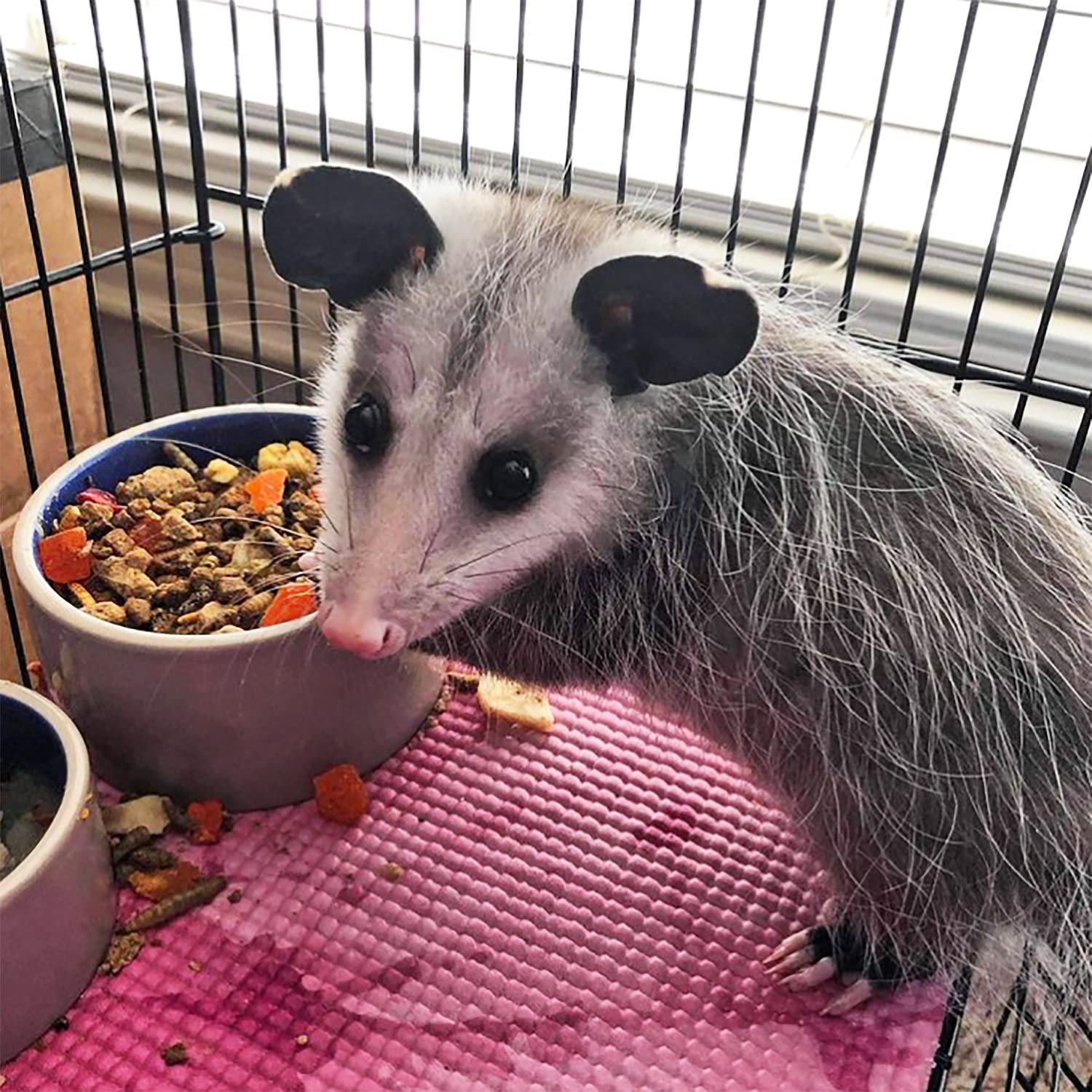 Exotic Nutrition Opossum Complete: bolsa de 15 lb para reposiciones fáciles.