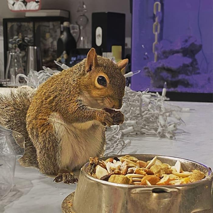 Instrucciones simples de alimentación para Exotic Nutrition Squirrel Complete.