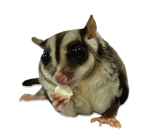 Yogu Drops mezclados con dieta diaria para añadir variedad sabrosa