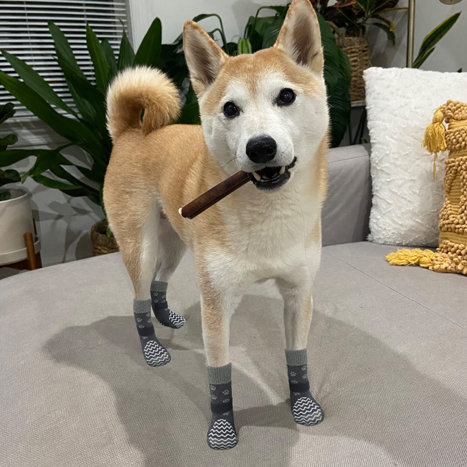 EXPAWLORER disponibles en varias tallas para perros pequeños, medianos y grandes