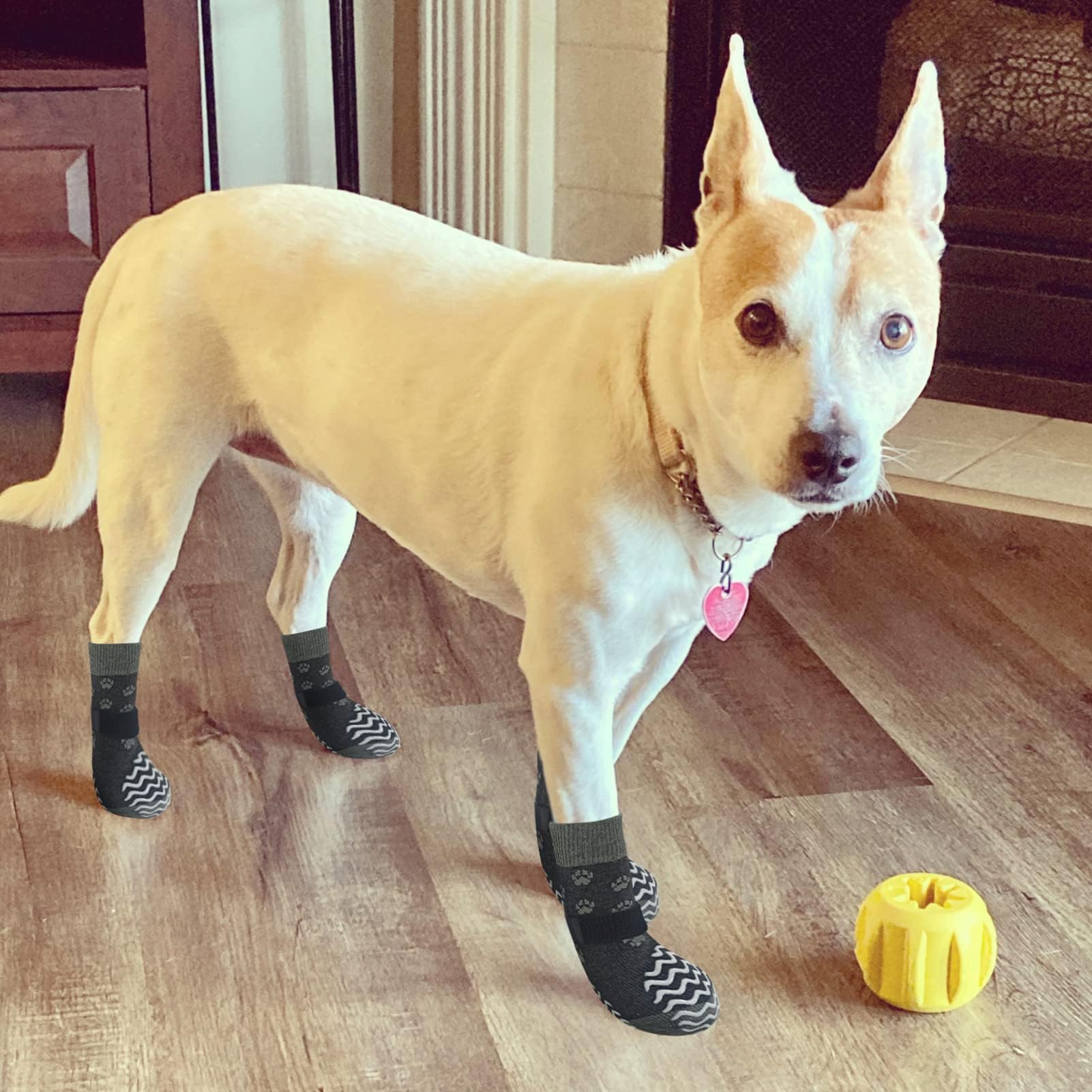 EXPAWLORER guía de tallas y ajuste perfecto para cada mascota
