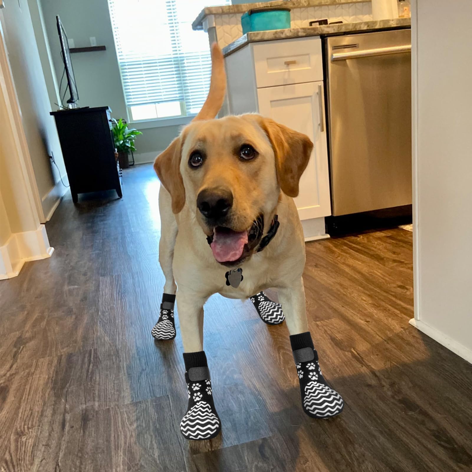 EXPAWLORER empaque de 6 calcetines y correas, colores variados