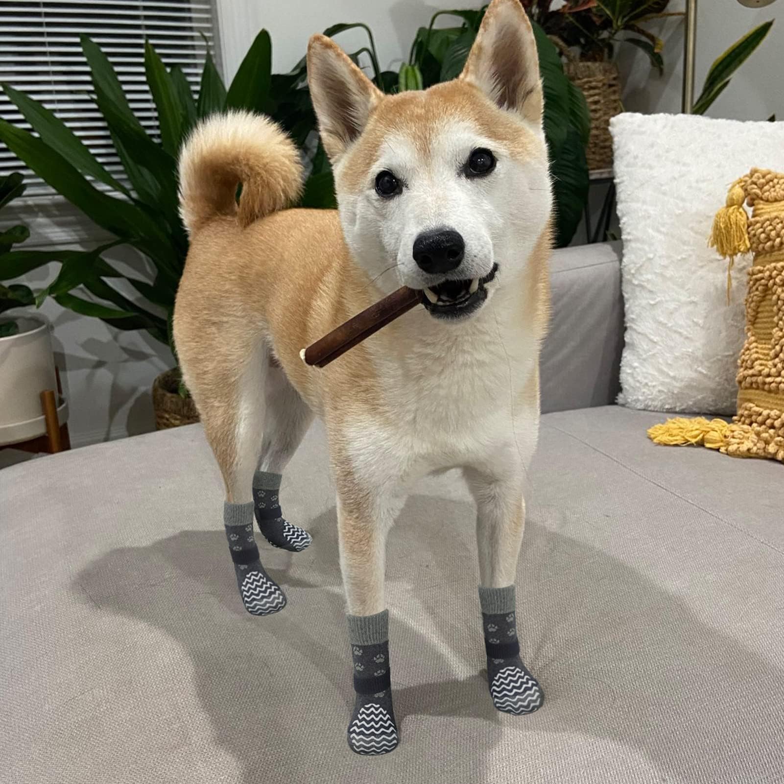 EXPAWLORER ideal para perros activos y mayores para caminar con seguridad